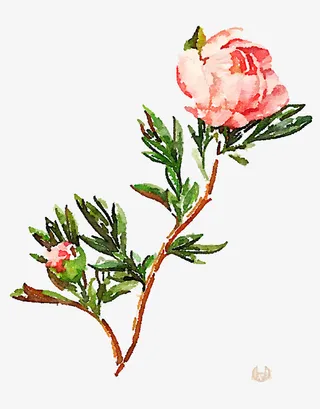 树枝上的花免抠