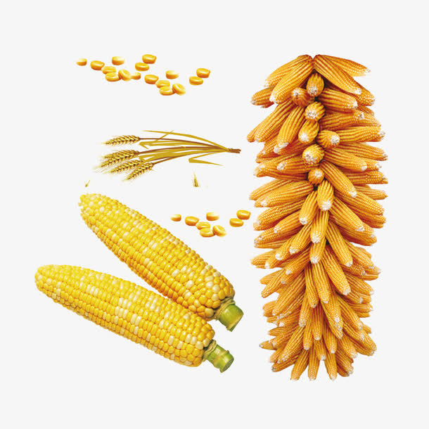玉米高粱素材免抠