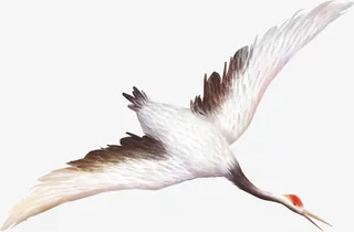 中国风仙鹤丹顶鹤免抠