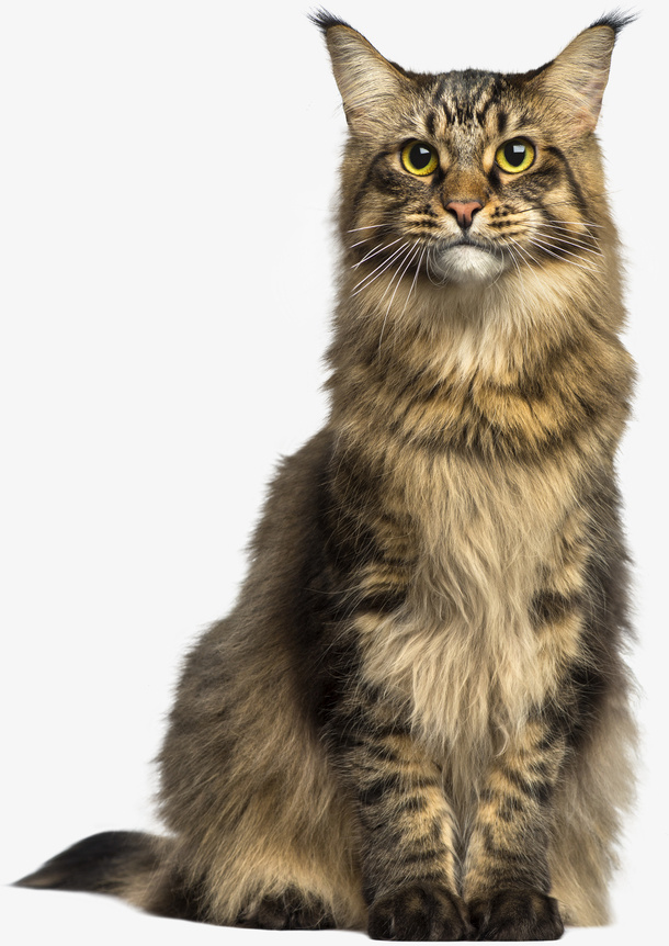 卡通坐着的猫咪png免抠