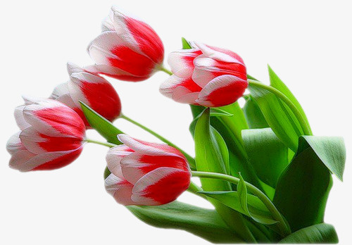 花卉素材花草矢量素材免抠