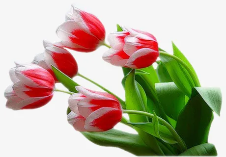 花卉素材花草矢量素材免抠