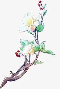 白色花卉花枝中国风手绘免抠
