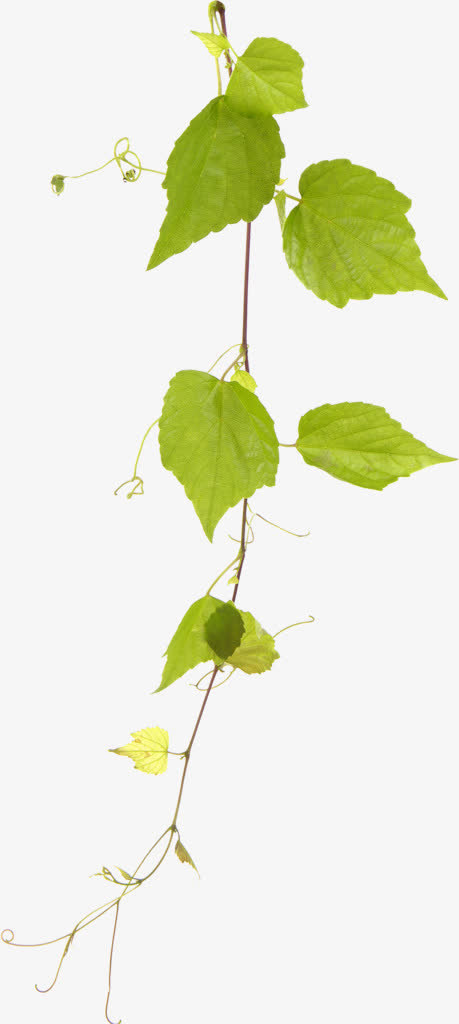 黄瓜树绿色植物叶子免抠