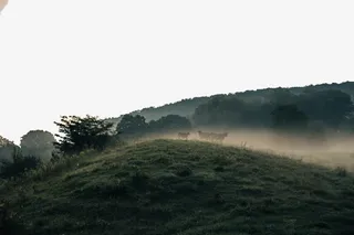 雾蒙蒙的山林免抠