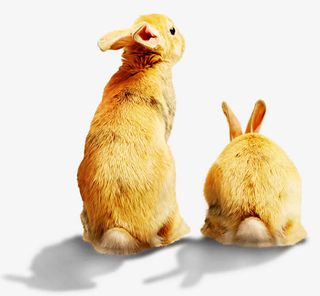 月光下的兔子免抠