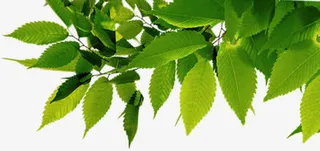 春天首页植物树叶装饰免抠