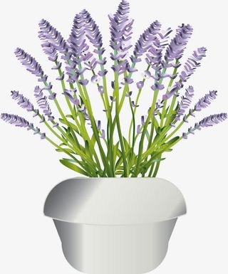 盆栽鲜花PNG下载免抠