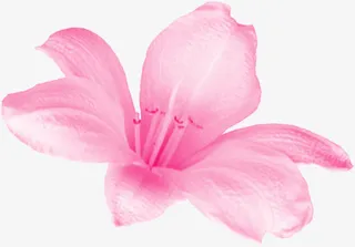 粉色高清纹理花朵装饰免抠