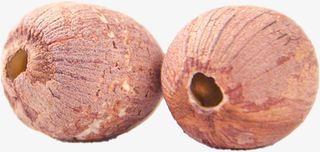 莲子 红莲子免抠