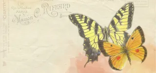 复古明信片蝴蝶背景高清