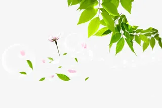 绿叶花瓣漂浮设计元素免抠