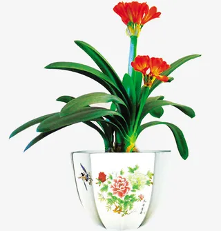 盆栽君子兰免费素材免抠