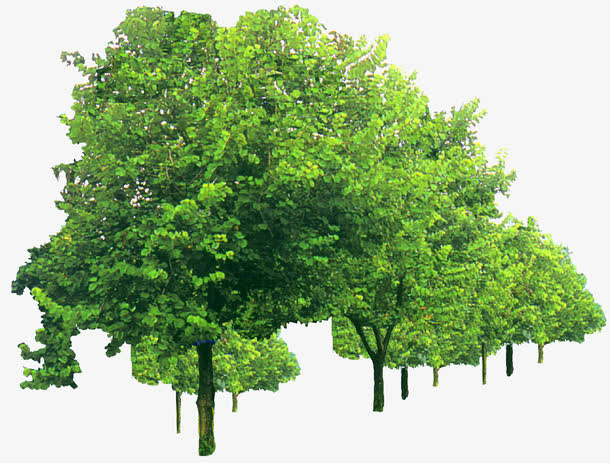 园林设计景观温带阔叶林免抠