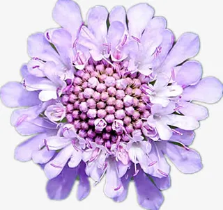 美丽的蓝盆花免抠