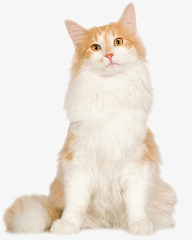 饰品剪影装饰图片免抠