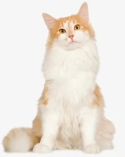 饰品剪影装饰图片免抠