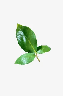月季叶子免抠动植物植物元素 月季叶子免抠动植物植物元素