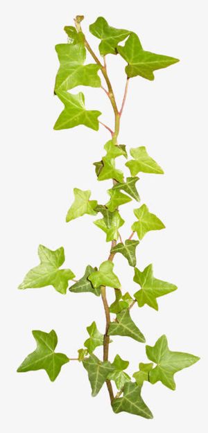 绿叶树枝春天免抠装饰其他装饰图案元素