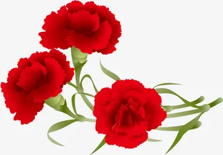 红色美丽康乃馨花枝免抠