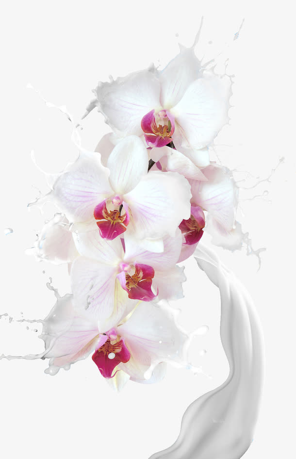 白色粉芯牛奶蝴蝶兰免抠