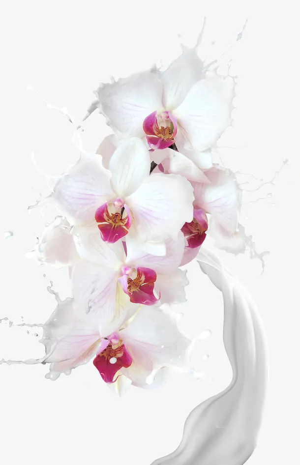 白色粉芯牛奶蝴蝶兰免抠