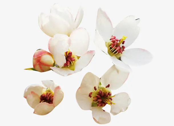 新鲜梨花花瓣图片素材免抠