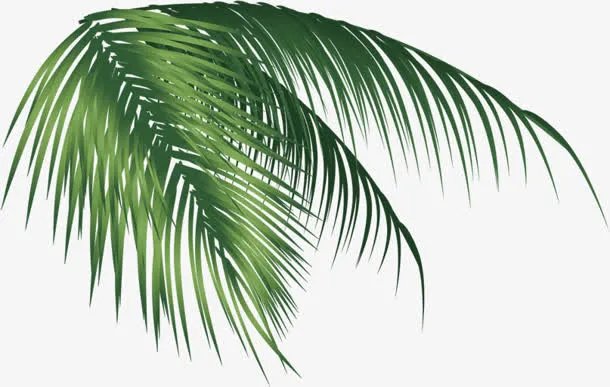 芭蕉叶海南风度假海风免抠