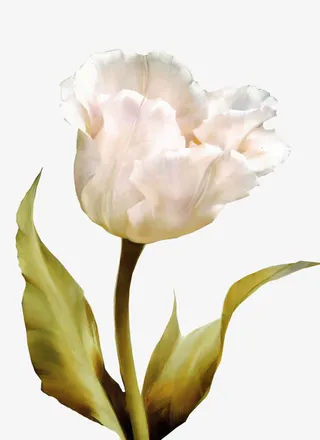 仿彩雕花朵玄关免抠