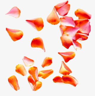 情人节玫瑰花瓣漂浮免抠