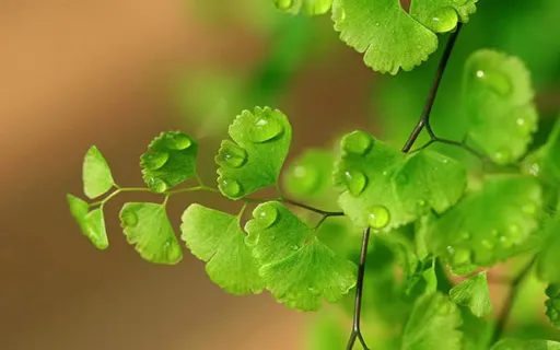 绿色水珠银杏树枝免抠