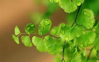 绿色水珠银杏树枝免抠