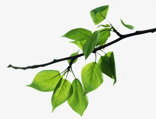 树枝长出枝芽与嫩绿树叶免抠