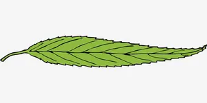 绘制春天里的一片绿叶免抠