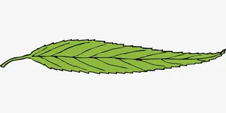 绘制春天里的一片绿叶免抠