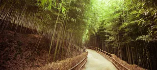 竹林清新文艺背景高清