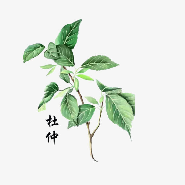 草药杜仲免抠