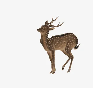 工笔画免扣素材15免抠