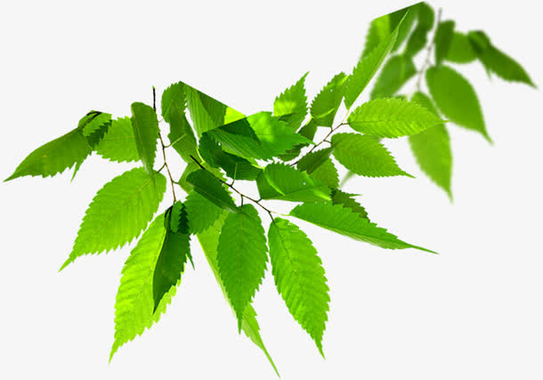 绿色春天环保树叶免抠