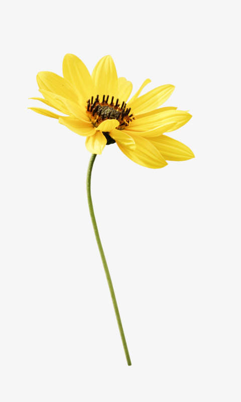 线描花卉装饰图案免抠