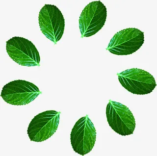 创意春天绿色树叶造型免抠