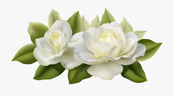 精美超清栀子花真花矢量素材免抠 精美超清栀子花真花矢量素材免抠