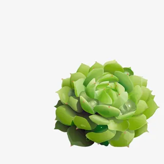 盛开的绿色观音莲免抠