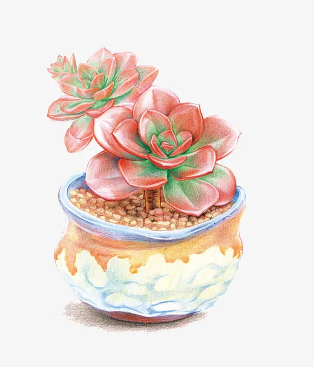 盆中的多肉植物免抠
