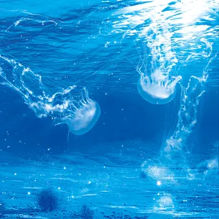 大海水母小鱼免抠