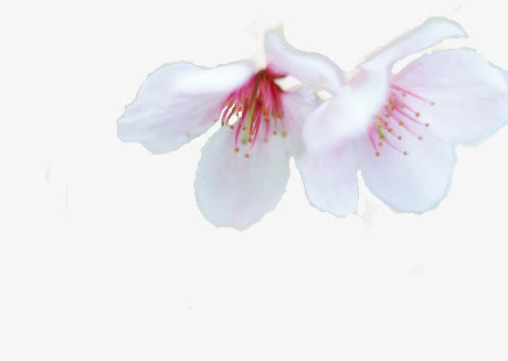白色纯净花朵免抠