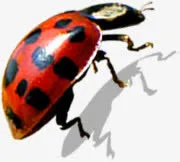 七星瓢虫环保图片免抠