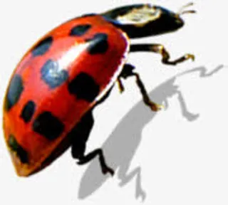 七星瓢虫环保图片免抠