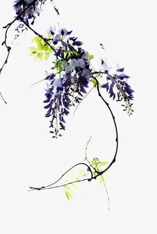 高清紫藤花PNG图片素材免抠