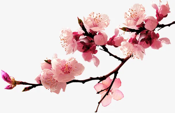 一只粉红的桃花免抠